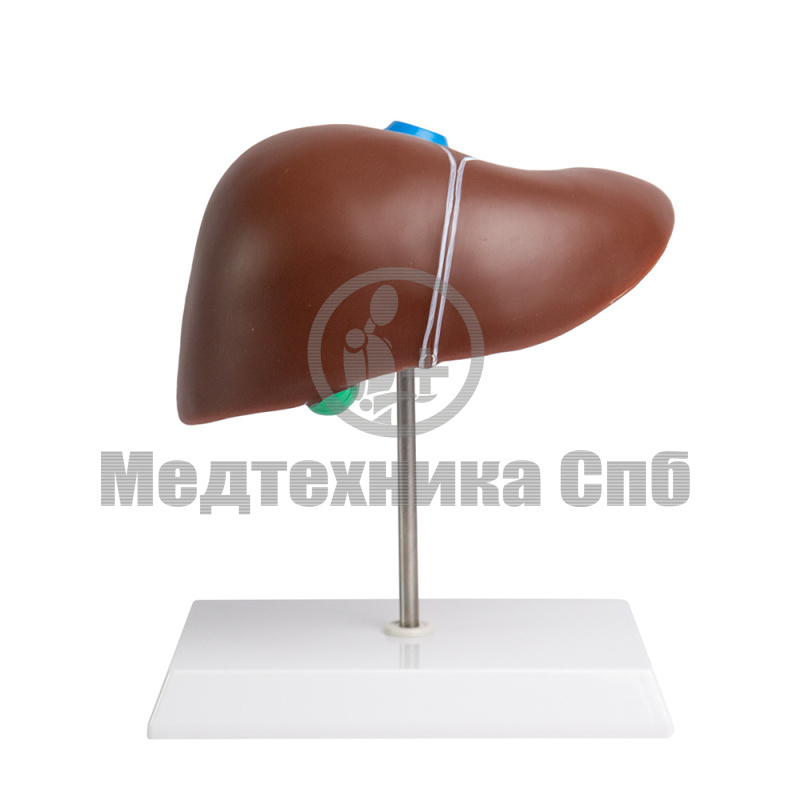 B1201 Модель печени (на подставке)