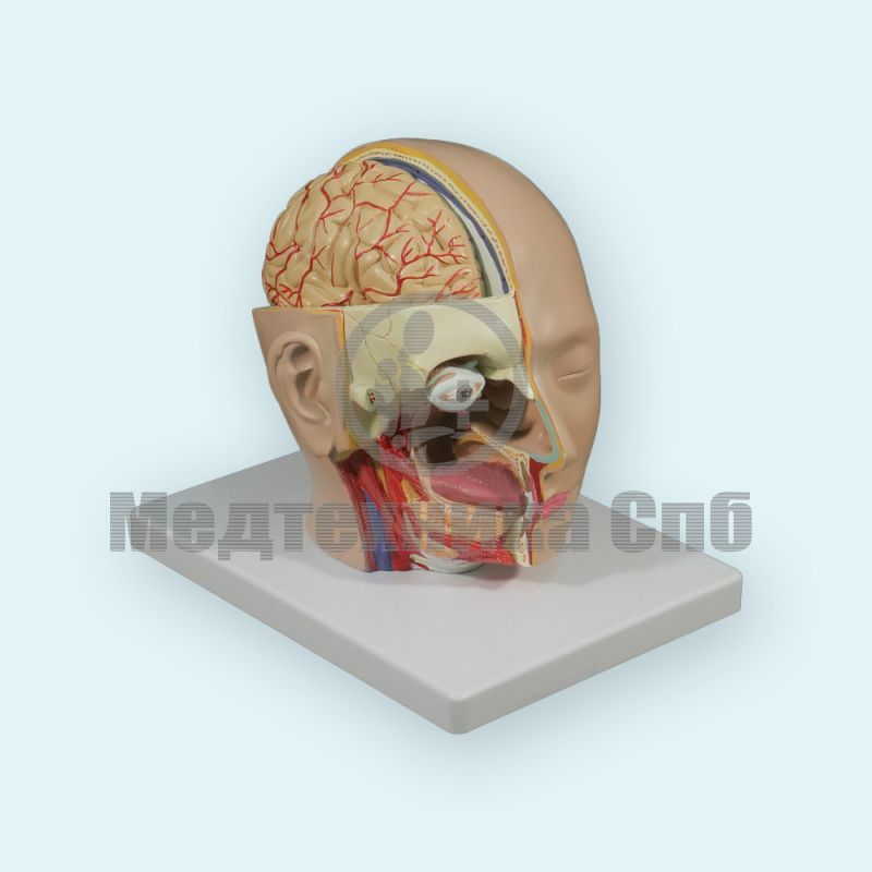 Модель головы с мозгом 4 части (на подставке)