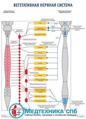 изображение: Вегетативная нервная система