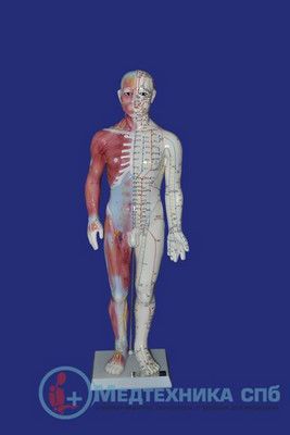 изображение: Манекен для отработки навыков акупунктуры, 60 см. с мышцами, мужчина