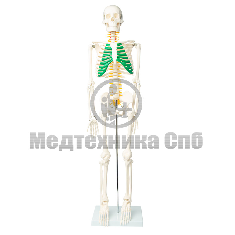 Модель скелета с позвоночными нервами 80 см (на подставке)