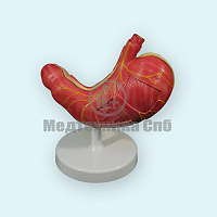 Модель желудка 2 части (на подставке)