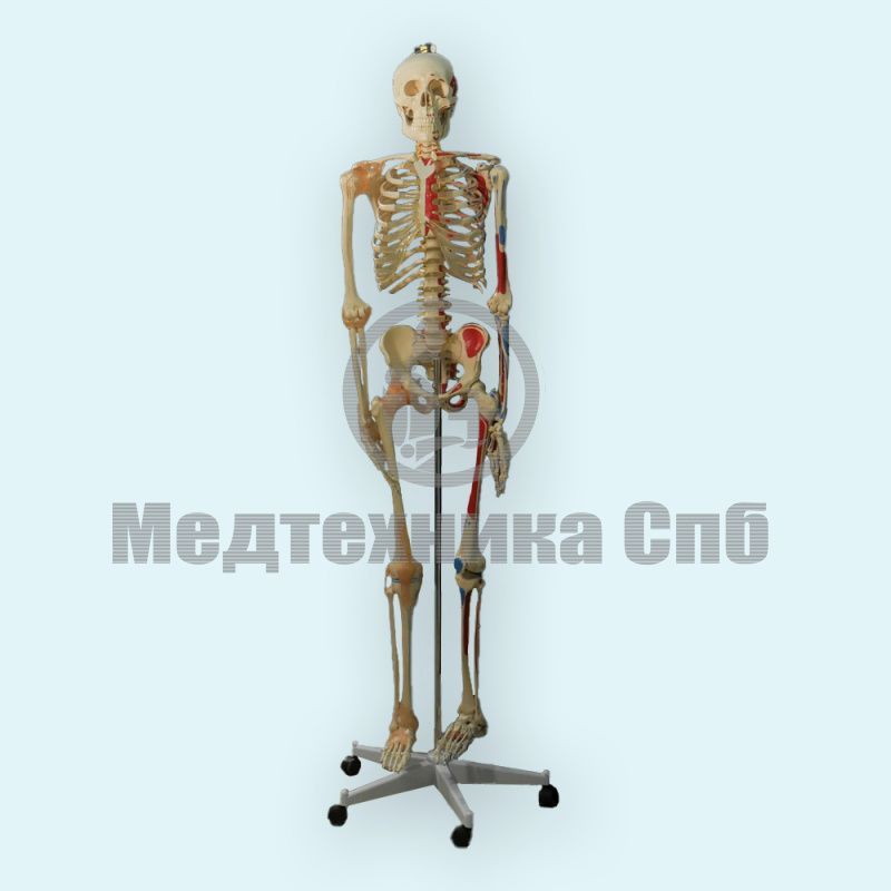 изображение: Модель скелета человека места прикрепления мышц и связки
