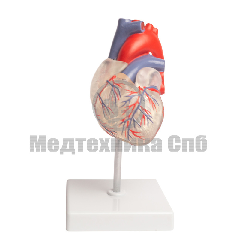 Модель сердца, прозрачная