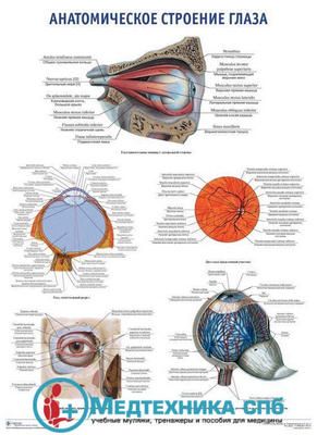 Анатомическое строение органа зрения. (русский/латынь)