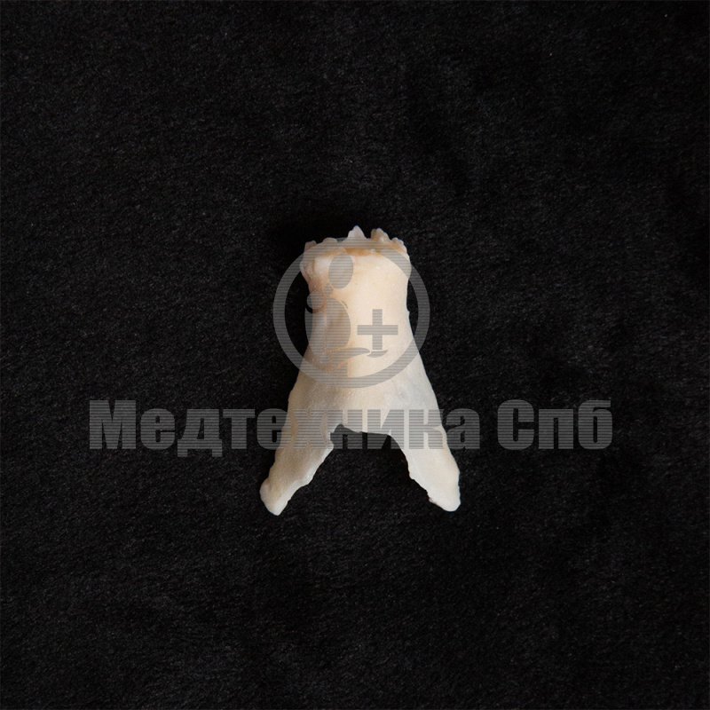 KS003 Носовая кость