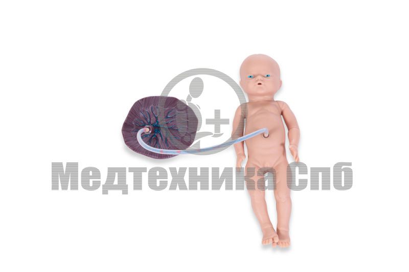 изображение: Модель новорожденного с плацентой и 2 пуповинами, девочка.