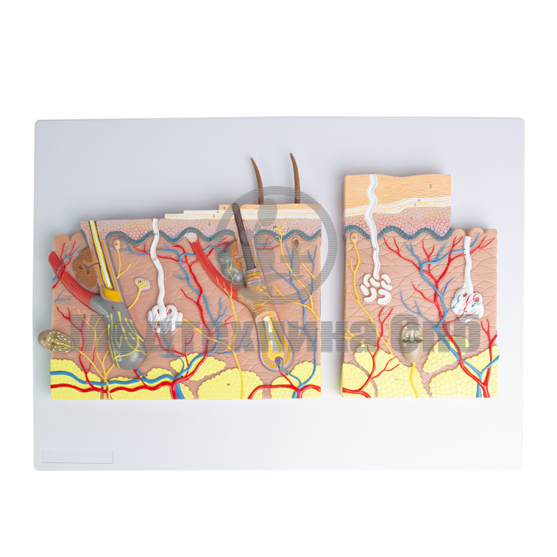 P0555 Модель кожи с волосами и без, 2 части 