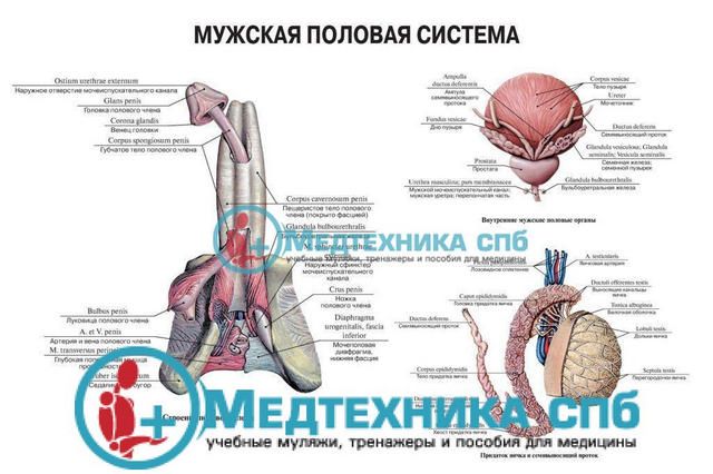 Образования На Половых Губах Фото