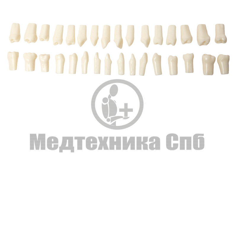 Набор моделей зубов с прямыми корнями (32 шт.) Тип Frasaco