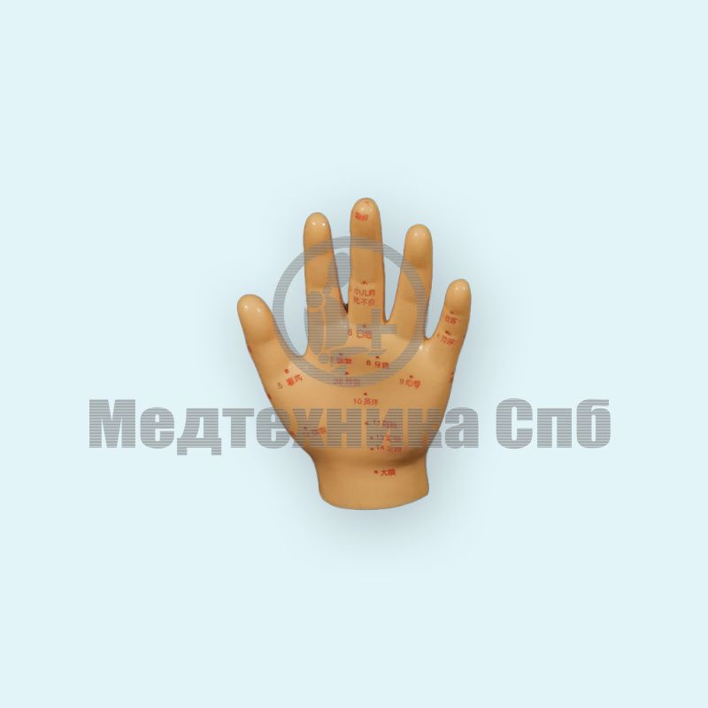 изображение: Модель акупунктуры рука