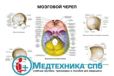 Мозговой череп 2 (русский/латынь)