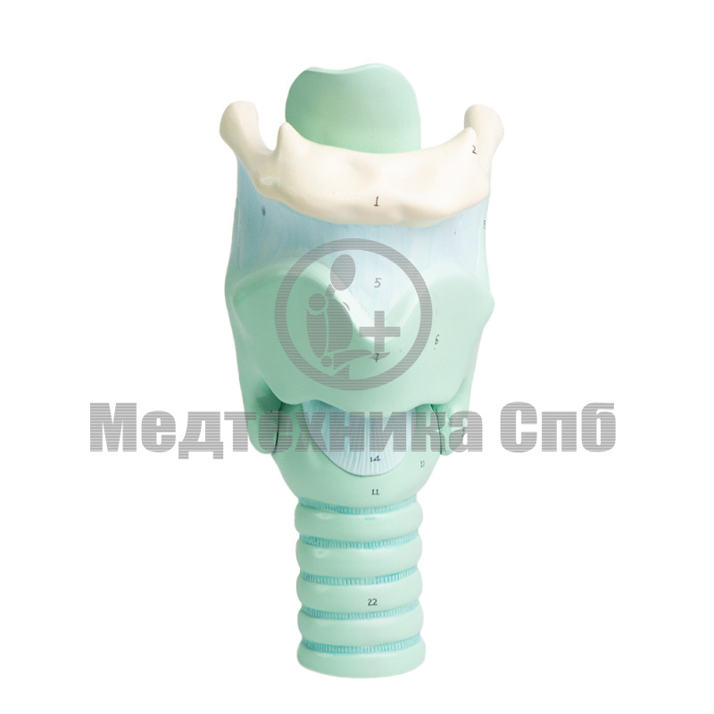 P0442 Модель гортани, 2 части