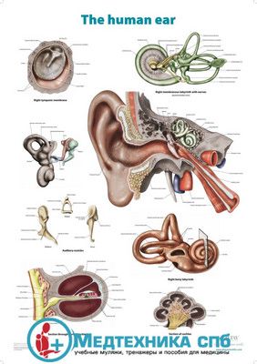 изображение: Анатомическое строение уха (плакат на английском языке)