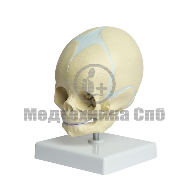Модель черепа младенца (на подставке)