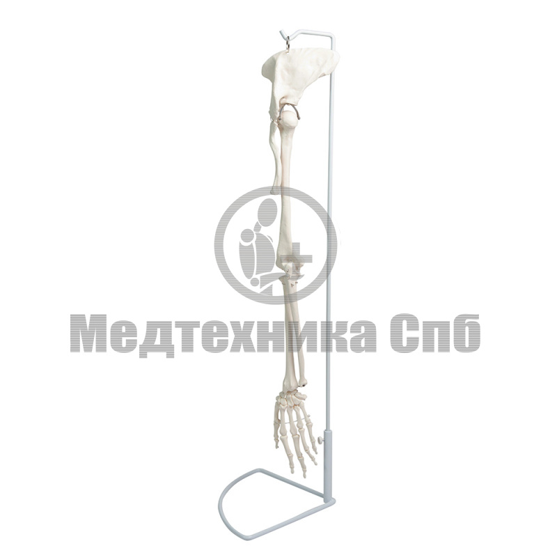 P0180B Модель скелета руки с лопаткой и ключицей (со штативом)