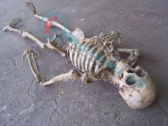изображение: Муляж скелета старого индейца
