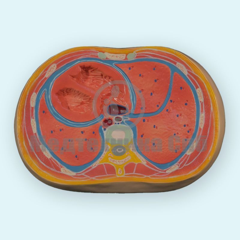 изображение: Модель поперечного сечения грудной полости