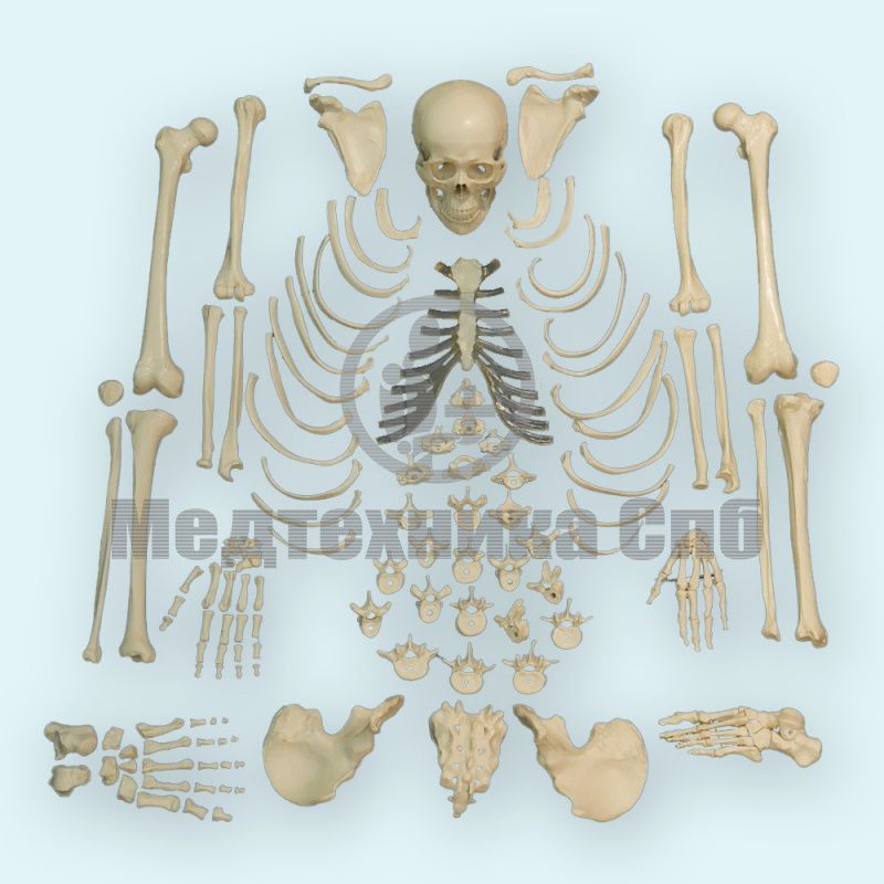изображение: Модели костей скелета человека (набор)