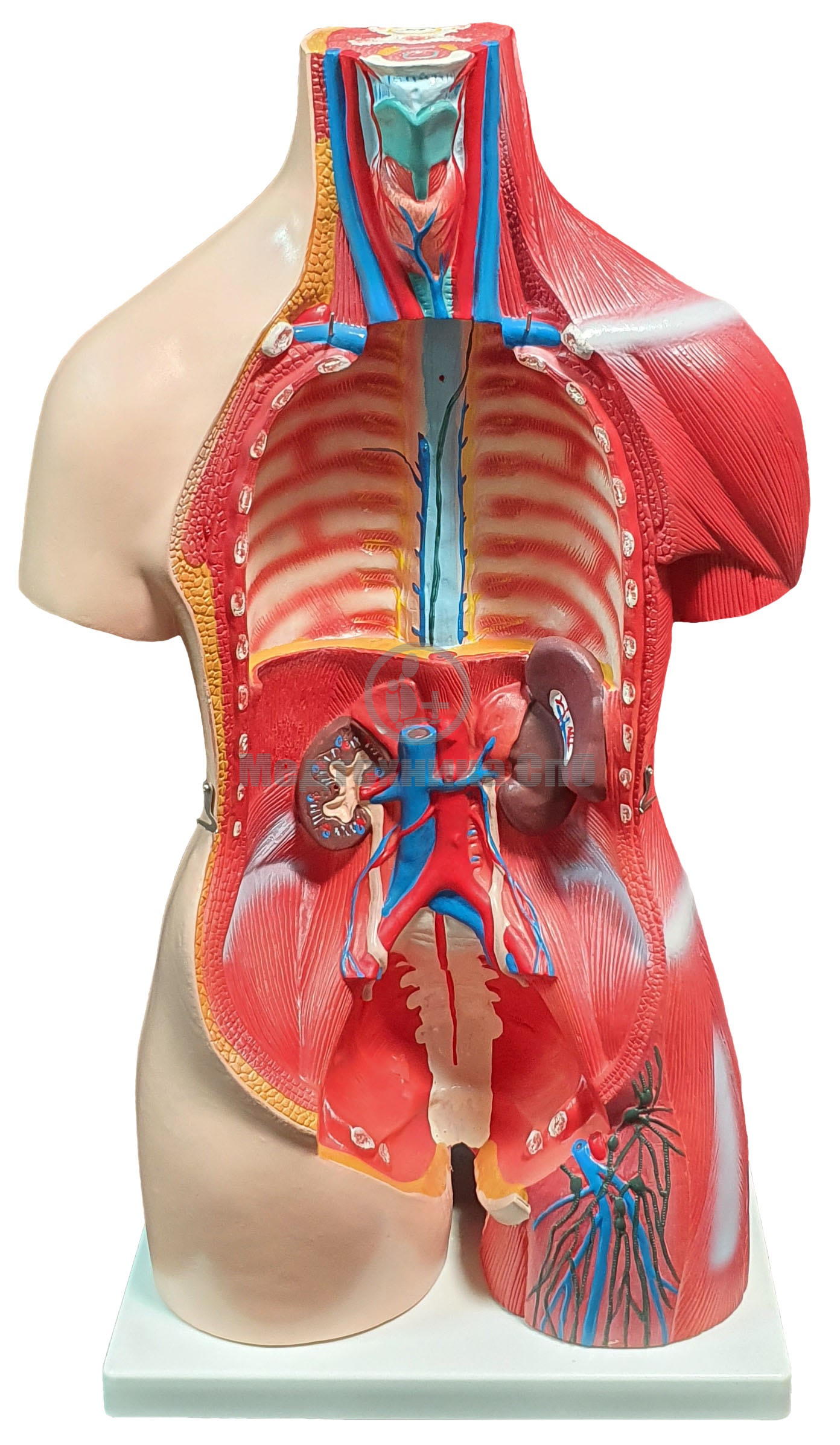 Модель торса двуполая разборная с мышцами 85 см, 30 частей ООО Медтехника  Спб (арт. T010)