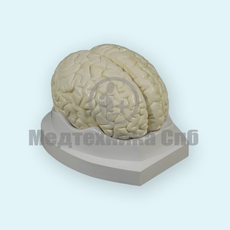 изображение: Модель головного мозга, 3 части