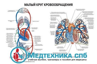 изображение: Малый круг кровообращения 2 (русский/латынь)