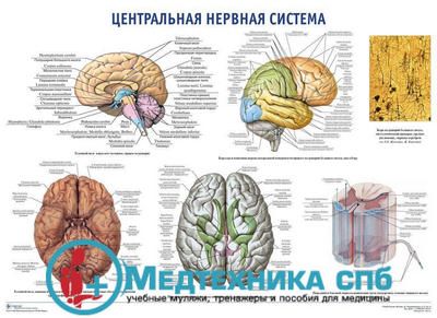 изображение: Центральная нервная система (русский/латынь)