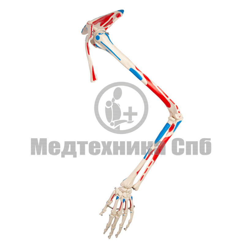Модель скелета руки с лопаткой и ключицей с местами крепления мышц, левая 