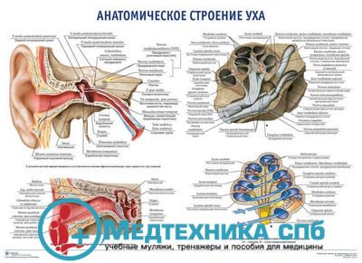 изображение: Анатомическое строение органа слуха (русский/латынь)