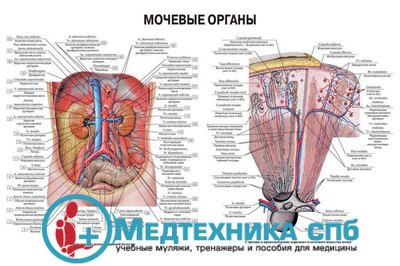изображение: Мочевые органы 2 (русский/латынь)
