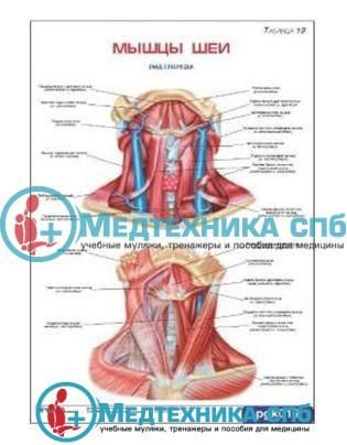 Мышцы шеи человека: анатомия, фото и функции, строение и подкожная мышца шеи