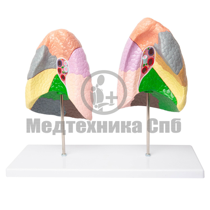 Модель легочных сегментов