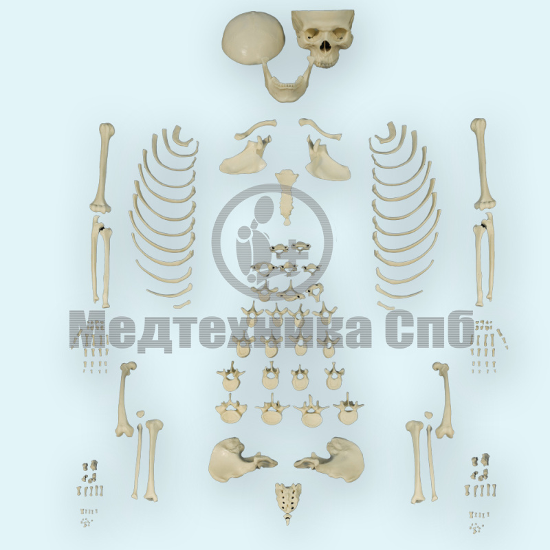 Разобранная модель скелета (набор) (Медиус)