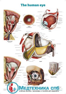 изображение: Анатомическое строение глаза (плакат на английском языке)