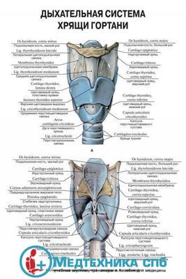 изображение: Дыхательная система: Хрящи гортани (русский/латынь)