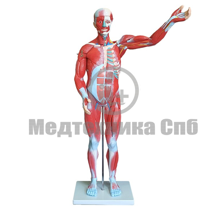 изображение: Модель мышц мужчины разборная 27 частей 73 см (на подставке)