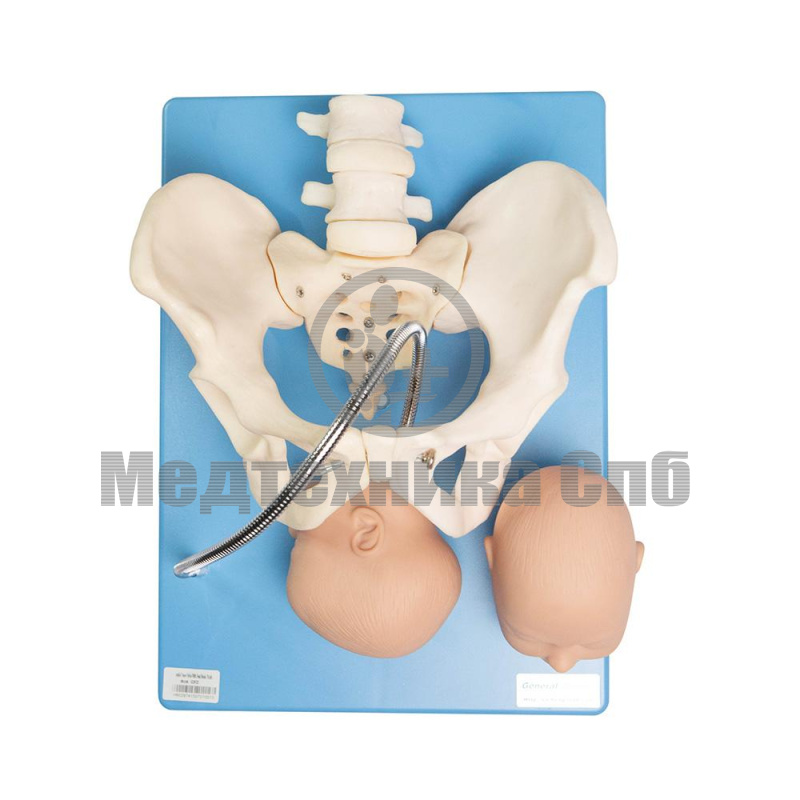 F23 Модель для демонстрации процесса родов