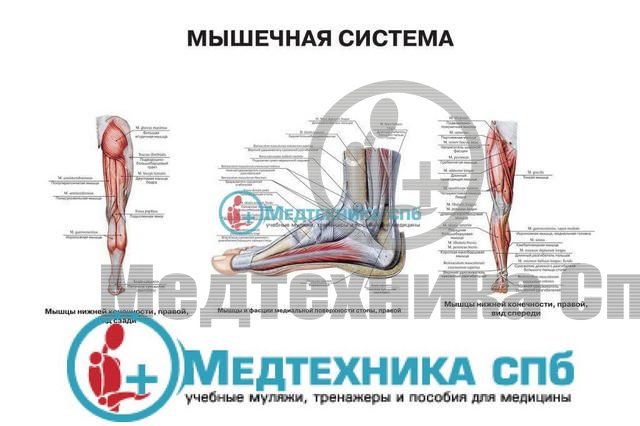 Мышечная система ноги (русский/латынь)