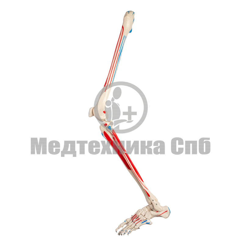 Модель костей левой нижней конечности с местами крепления мышц, левая