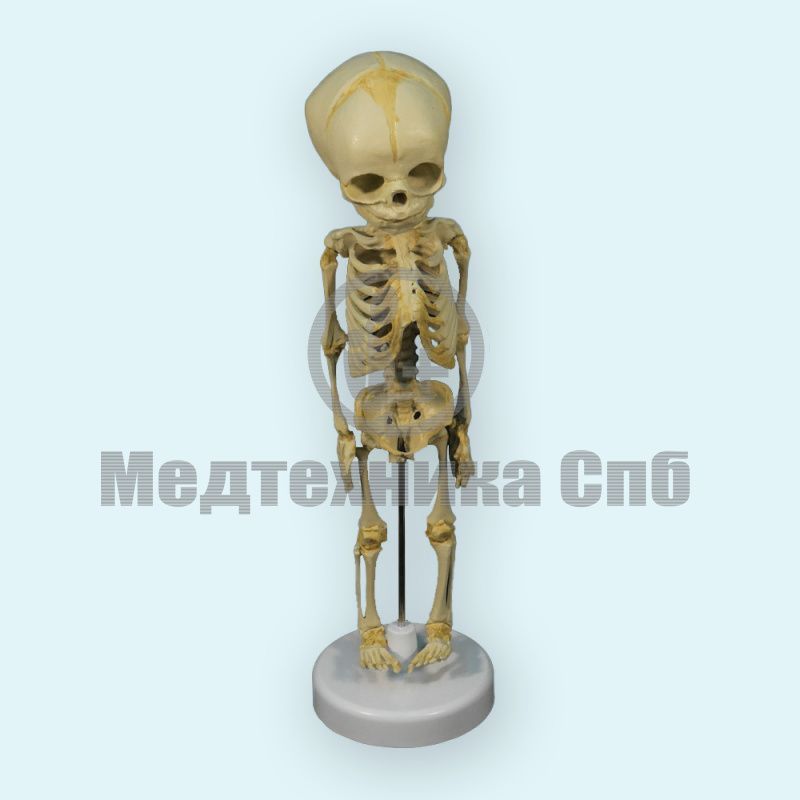 изображение: Модель скелета младенца (на подставке)