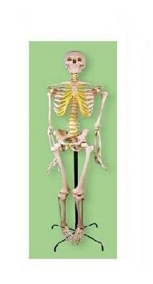 изображение: Скелет человека