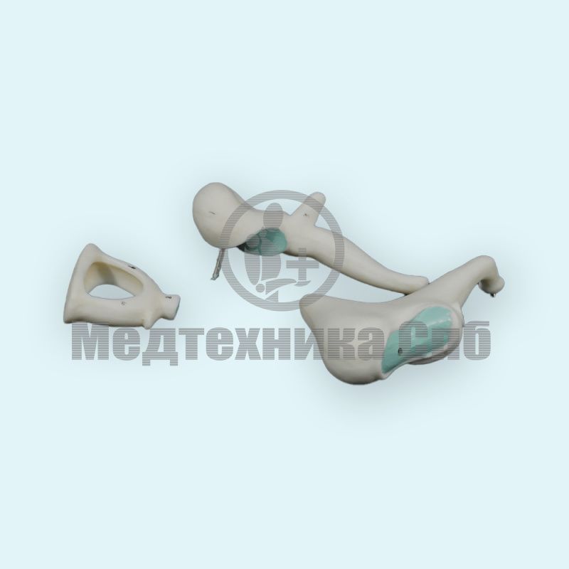 изображение: Модель слуховых косточек