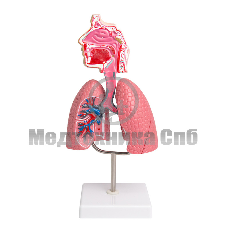 B1106 Модель дыхательной системы (на подставке)
