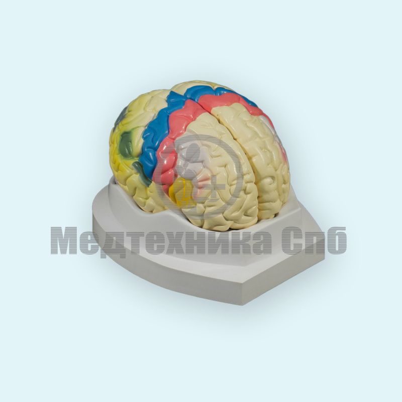 изображение: Модель головного мозга функциональные зоны