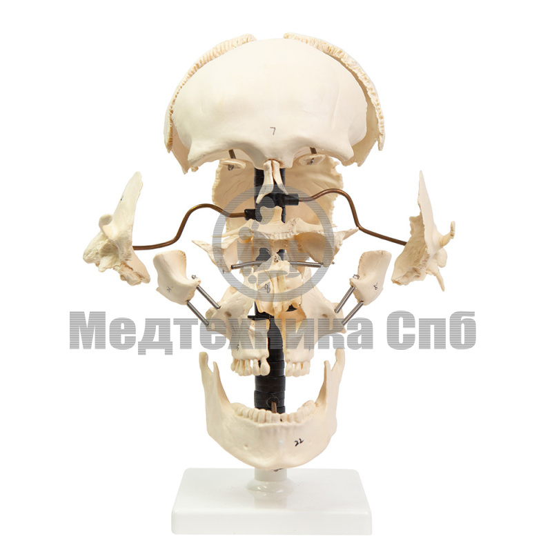 Череп разобранный