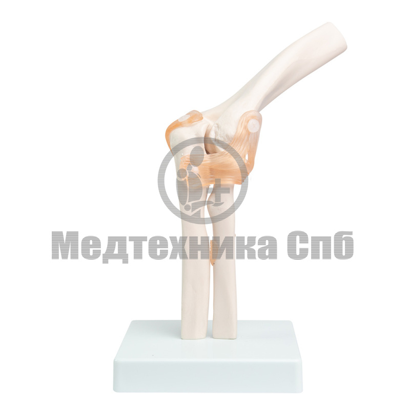 XC-112 Модель локтевого сустава со связками (на подставке)