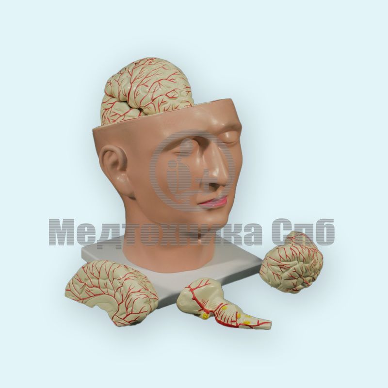 изображение: Модель головного мозга на подставке в форме лица.