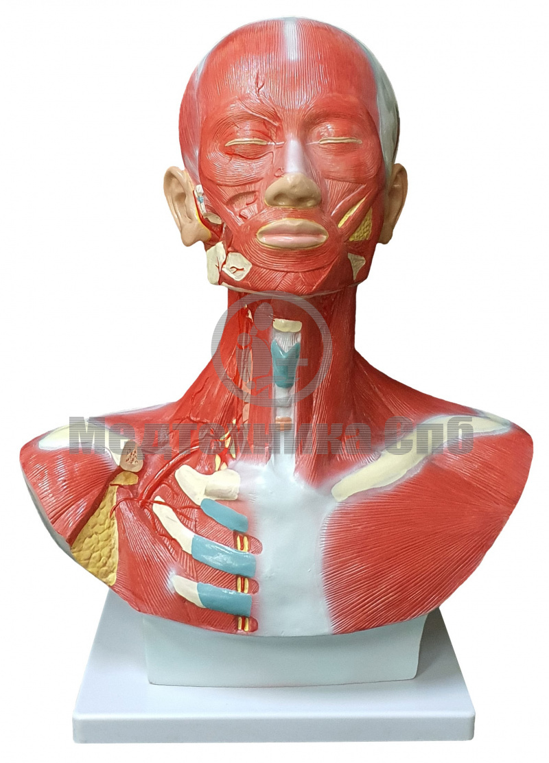 изображение: Модель мышц головы и шеи (на подставке)
