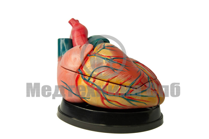 Модель сердца человека, 3 части, увеличенное