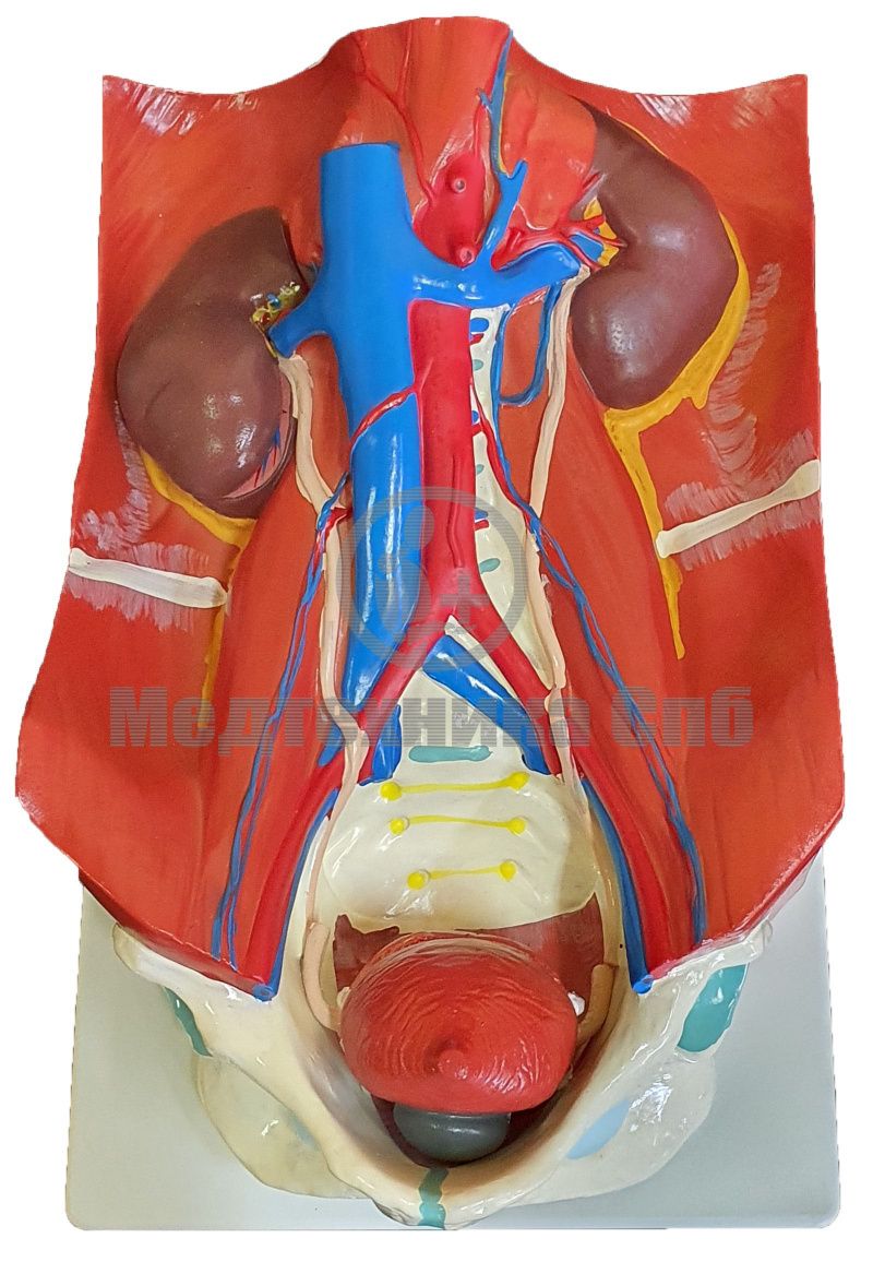 изображение: Модель мочевыводящей системы 4 части (на подставке)